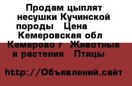 Продам цыплят несушки Кучинской породы › Цена ­ 80 - Кемеровская обл., Кемерово г. Животные и растения » Птицы   